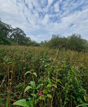 A field filled with tall, green stems of balsam with some pink flowers.