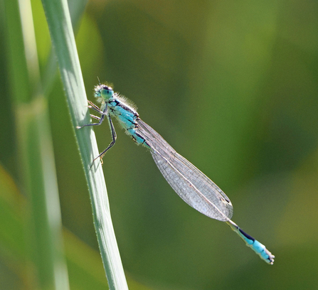 Side view of a male blue-tailed damselfly clinging to a stalk.