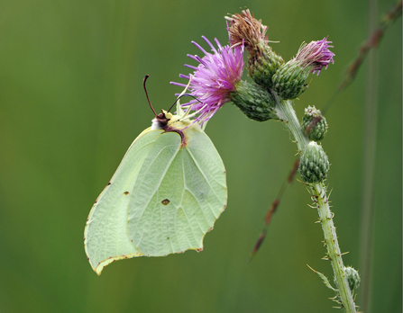 A pale green brimstone butterfly hangs from a pink marsh thistle flower, using its proboscis to feed.