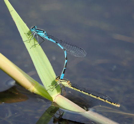 Two common blue damselflies are mating on a stalk next to the lake. The male is blue and the female is pale green.