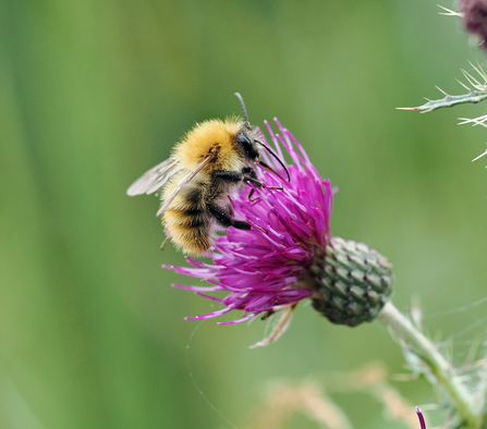 A common carder bee gathers pollen from a purple marsh thistle flower.