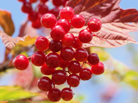 Close-up of glistening, bright red berries hanging from a guelder rose bush.