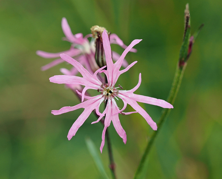 Close-up of a ragged-robin flower, which is pink and has a frayed appearance.