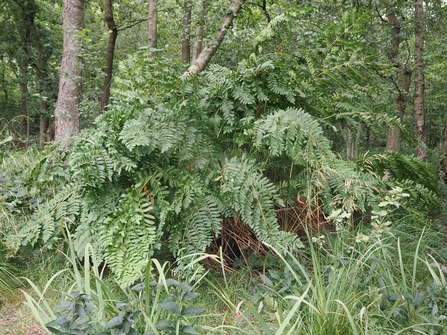 Wide shot of a royal fern 