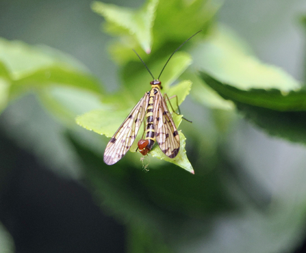 A scorpionfly perches on a green leaf.
