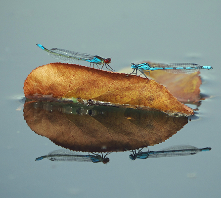 Male small-eyed and common blue damselflies confront each other on a floating brown leaf. The scene is reflected in the water.