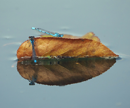 A small red-eyed damselfly climbs up onto a floating leaf that's occupied by a common blue damselfly. The scene is reflected in the water.
