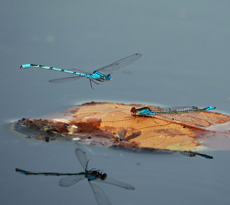 A common blue damselfly buzzes low over a small red-eyed damselfly occupying a leaf that's floating in a lake.
