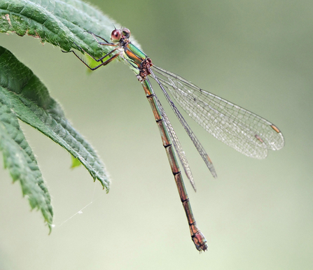 A metallic green male willow emerald damselfly hangs from a leaf.