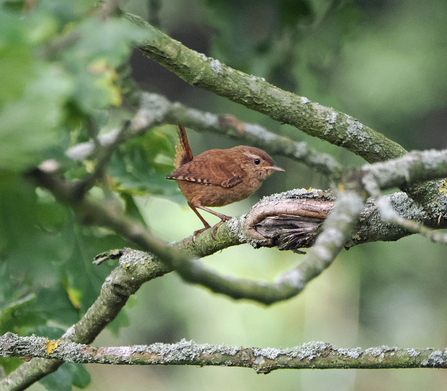 A wren stands in a frame of branches. It's a small, speckled brown bird with an upright tail.