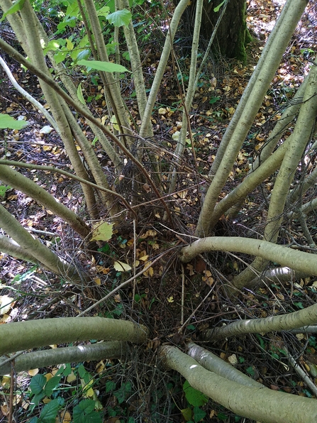 Inside of a coppice stool with branches splaying out