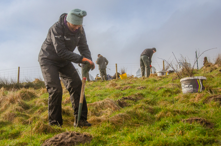 Volunteer,Marta Snopinska, tree planting , Selside Shaw, credit Sara TOS volunteer