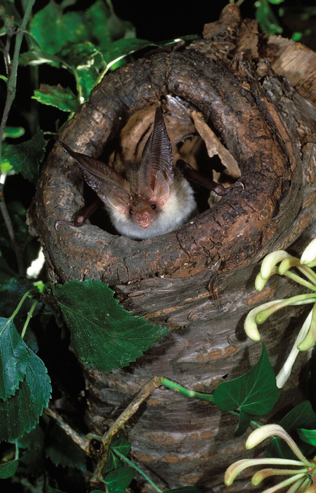 Brown long-eared bat in the eave of a tree in a woodland peeking its head and ears out