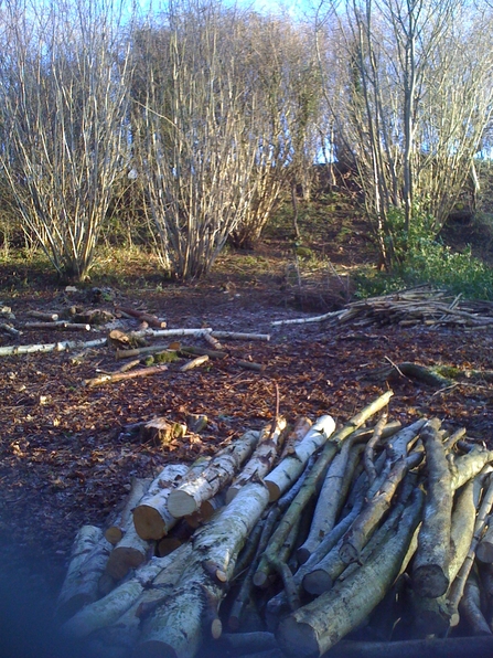 Stands in the distance, with a pile of twigs in the foreground