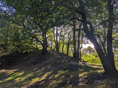 Trees growing along a ridge