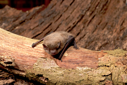 A small brown bat perched on a fallen tree branch