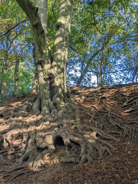 A large beech tree with water-like roots surrounded by a carpet of orange leaves