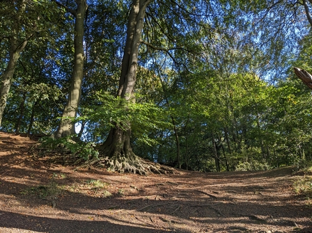Beech trees with an orange carpet of leaves