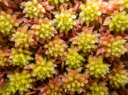 Sphagnum moss - Sara Spillett