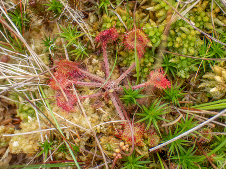 Sundew - Sara Spillett