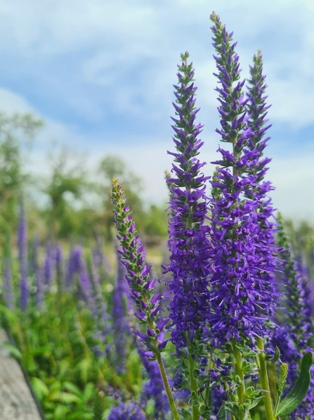 A long purple flower named Spiked speedwell