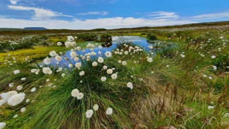 Fleet Moss