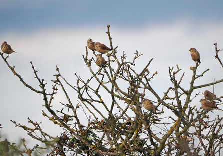 A flock of eight linnets perching in a hawthorn tree.