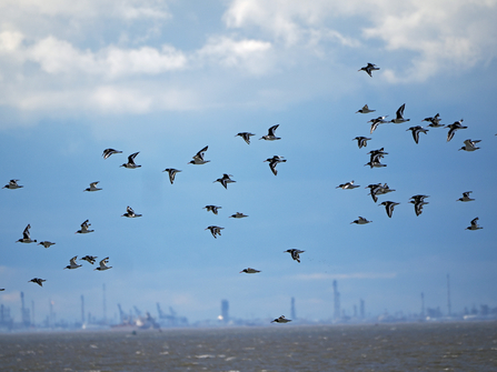 A flock of oystercatchers flies low over the sea through a blue sky.
