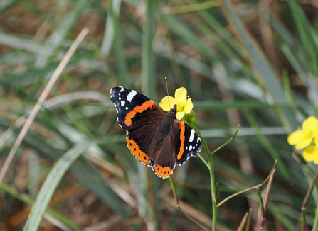 A red admiral butterfly perches on a yellow perennial wall rocket flower.