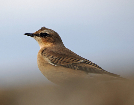Close-up side view of a wheatear perching on a low roof in front of a pale blue sky.