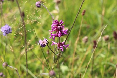 Devil's Bit Scabious and Betony in meadow