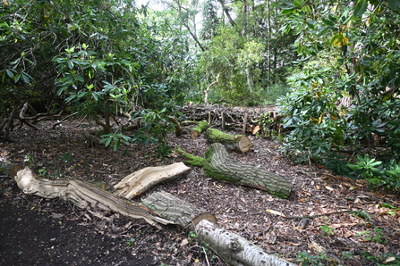 Broken bough due to drought Moorlands - Howard Roddie