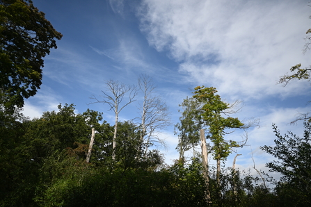 Standing deadwood at Moorlands - Howard Roddie