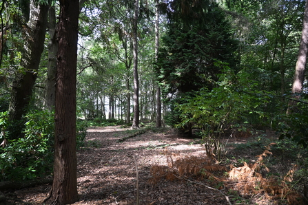 Moorlands Woodland View - Howard Roddie