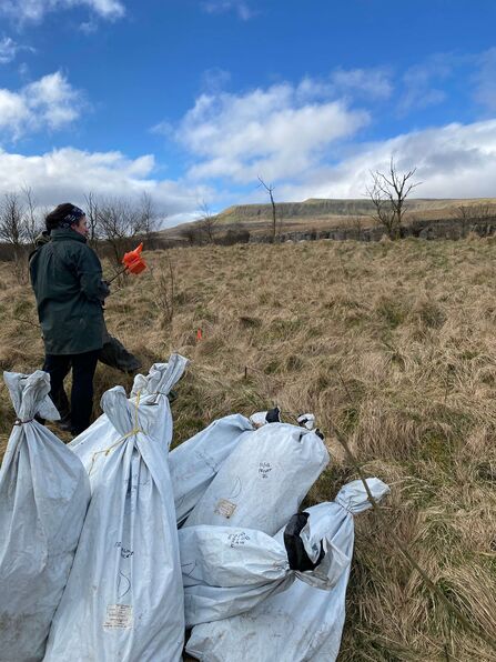Tree planting on Wild Ingleborough