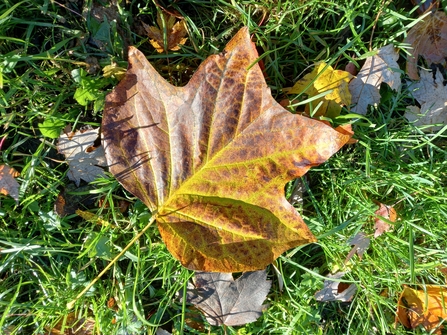 Brown/yellow leaf on grass