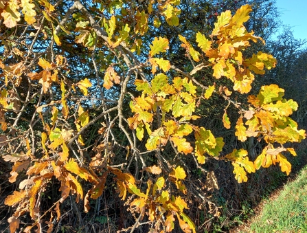 Yellow/brown oak leaves on a branch