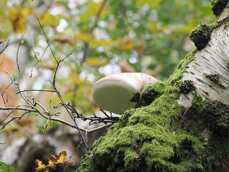 A birch polypore fungus grows on a silver birch tree with a background of autumn leaves.