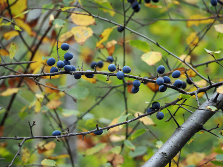 Close-up of blackthorn sloe berries growing among autumn leaves.