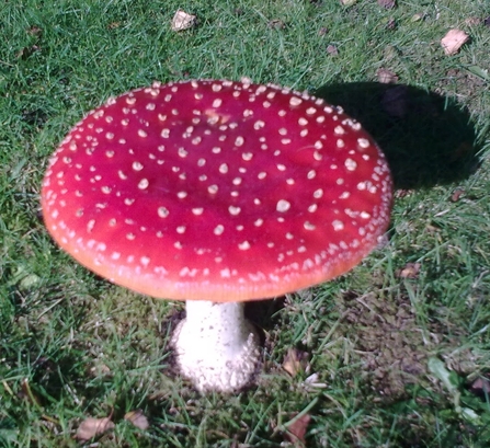 A red toadstool with white flecks.