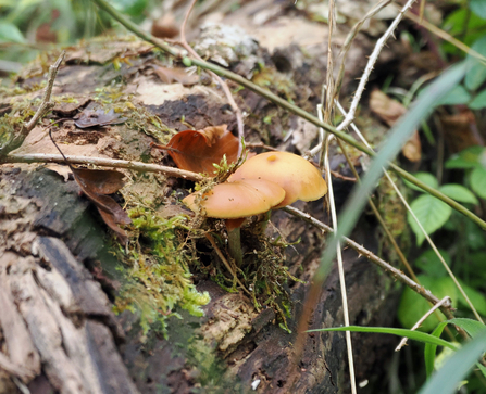Funeral bell fungi growing on a fallen tree trunk.