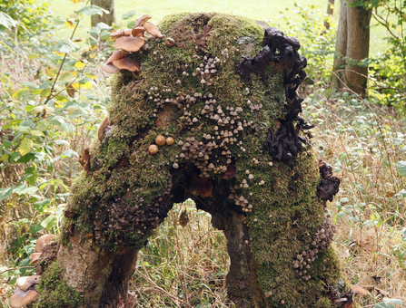 A mossy tree arch is covered in various different types of fungi.