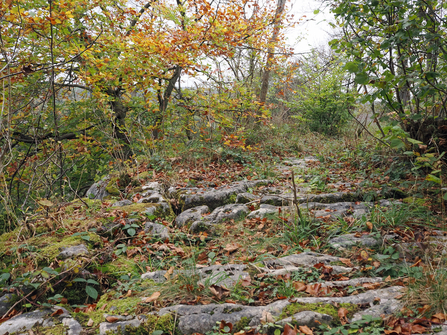 Low-angle view of a limestone path among colourful autumn trees.