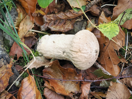 A pestle puffball fungus lying on its side among leaf litter.