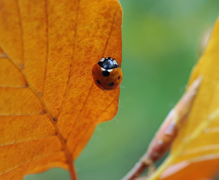 Macro close-up shot of a red seven-spot ladybird clinging to an orange beech leaf.