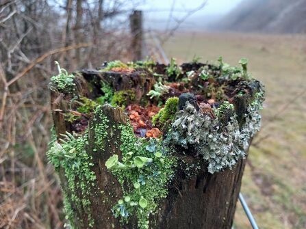 an array of lichen an dmoss on top of a wooden post on a nature reserve. it looks like a mini magical world