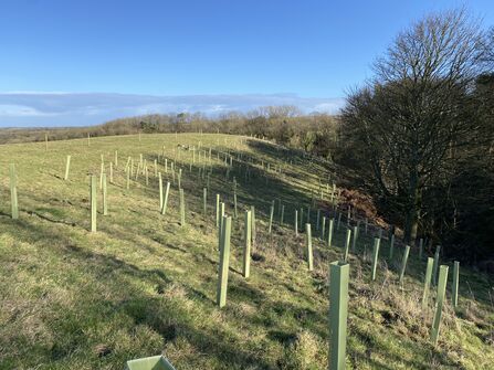 tree plsnting on a farm on a sunny day with a slopiong hill and lots of tree guards covers around the newly planted trees