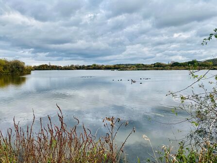 Attenborough Nature Reserve - Nottingham Wildlife Trust