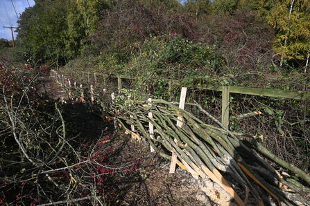 Hedgelaying Volunteer Training - Howard Roddie