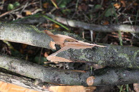 Pleaching Hedgelaying - Howard Roddie